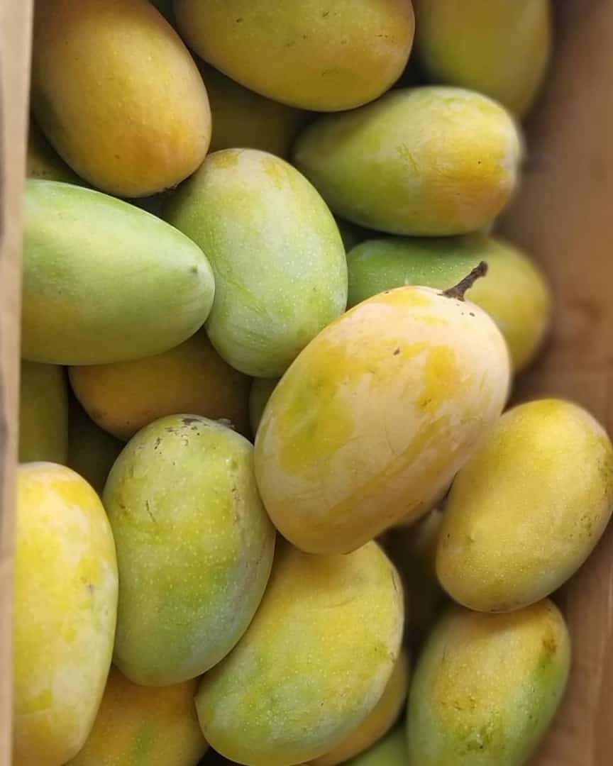 Ratnagiri, Haphus, mangoes - 2Dozen